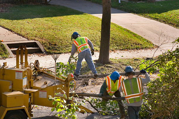 Tree Removal for Businesses in Snead, AL